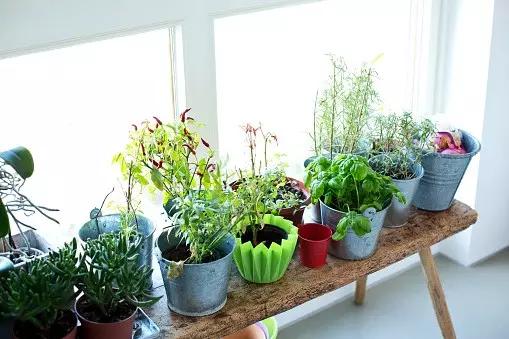 家里种的植物需要经常上线除虫吗,室内虫害最怕什么植物