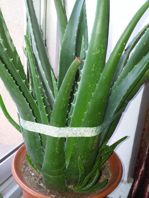 芦荟怎么养才能开花很美,家庭养芦荟最好的方法