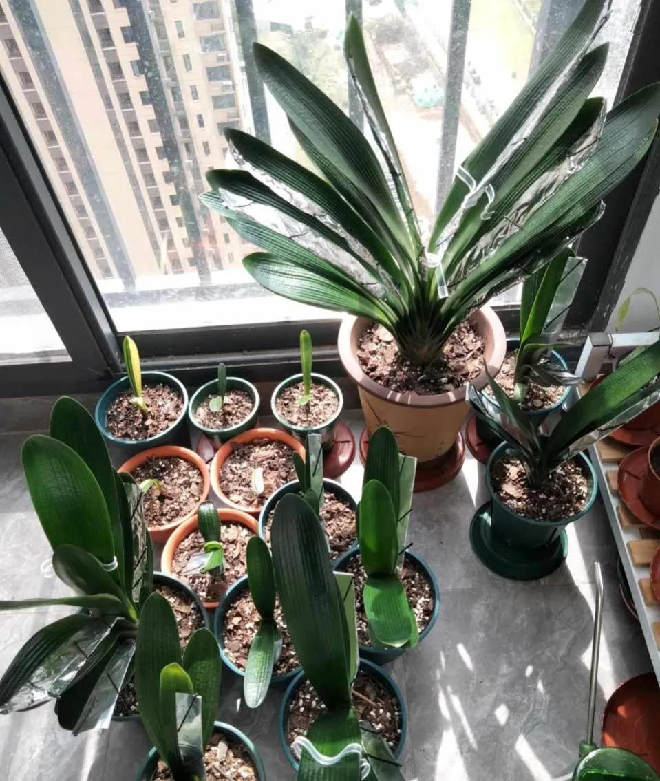 君子兰换盆时怎样防止生根,君子兰移盆注意事项