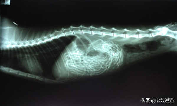 猫咪爪子的x光片,猫咪心脏x光片