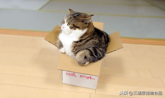 盘点那些萌猫,最萌猫十大排名