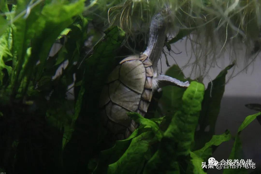 墨顶龟为什么不建议养,十大不建议养的龟