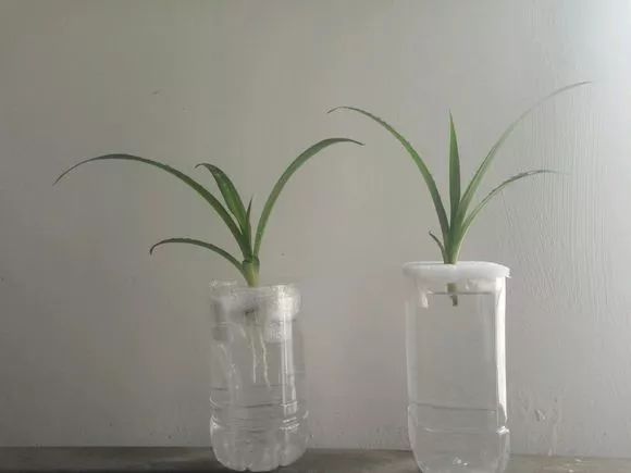 种花一年四季都能生根,冬天种花枝条多久生根