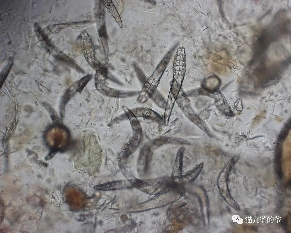 猫九爷：犬猫皮肤病的类型概述