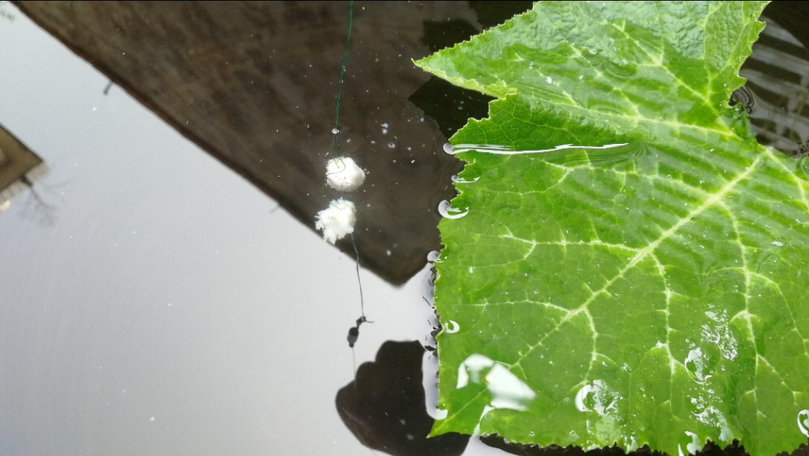 钓鱼鱼口轻漂相不明显怎么调,最正确的调漂方法