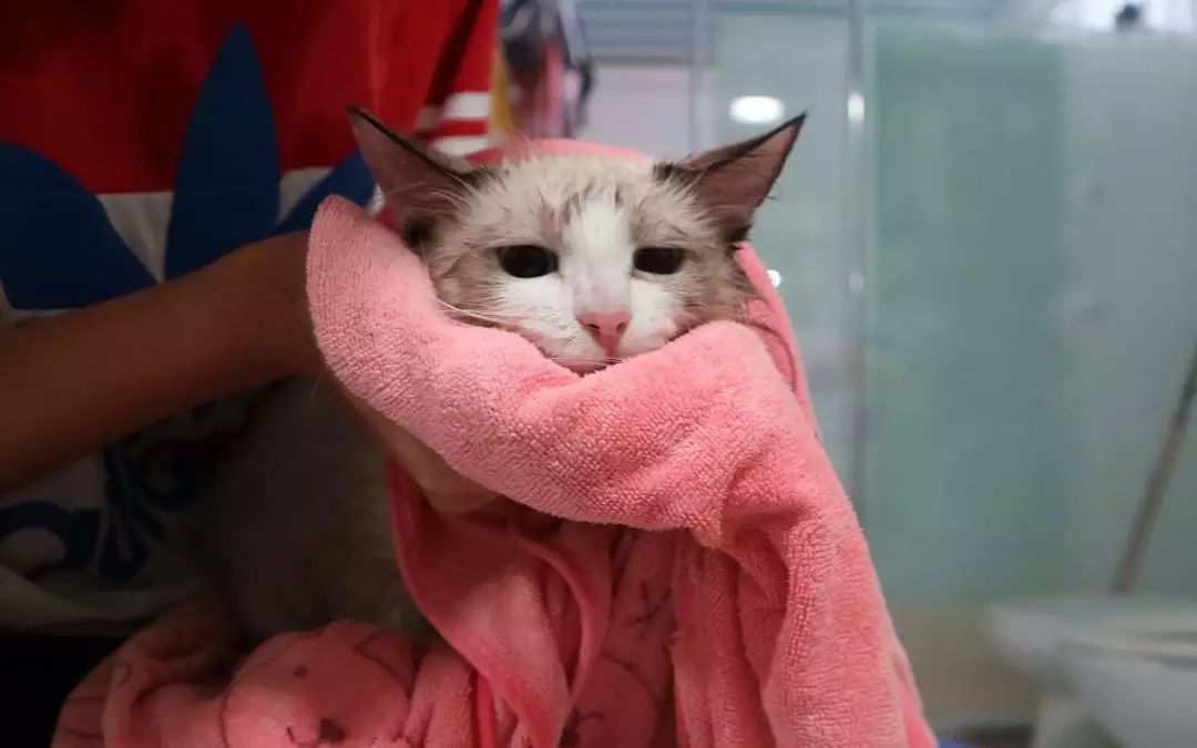 初次洗猫攻略如何安全的给猫洗澡,猫咪洗护专场教你如何洗猫