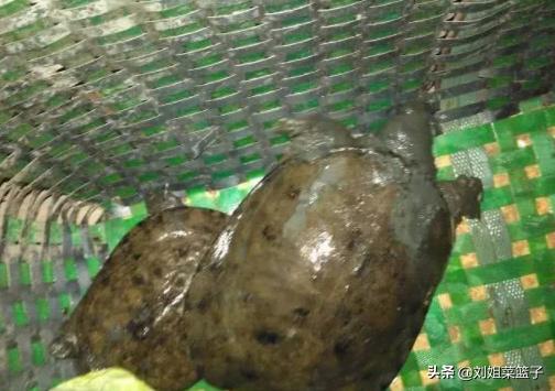 十种最好吃的河鲜,最常见美味的河鲜