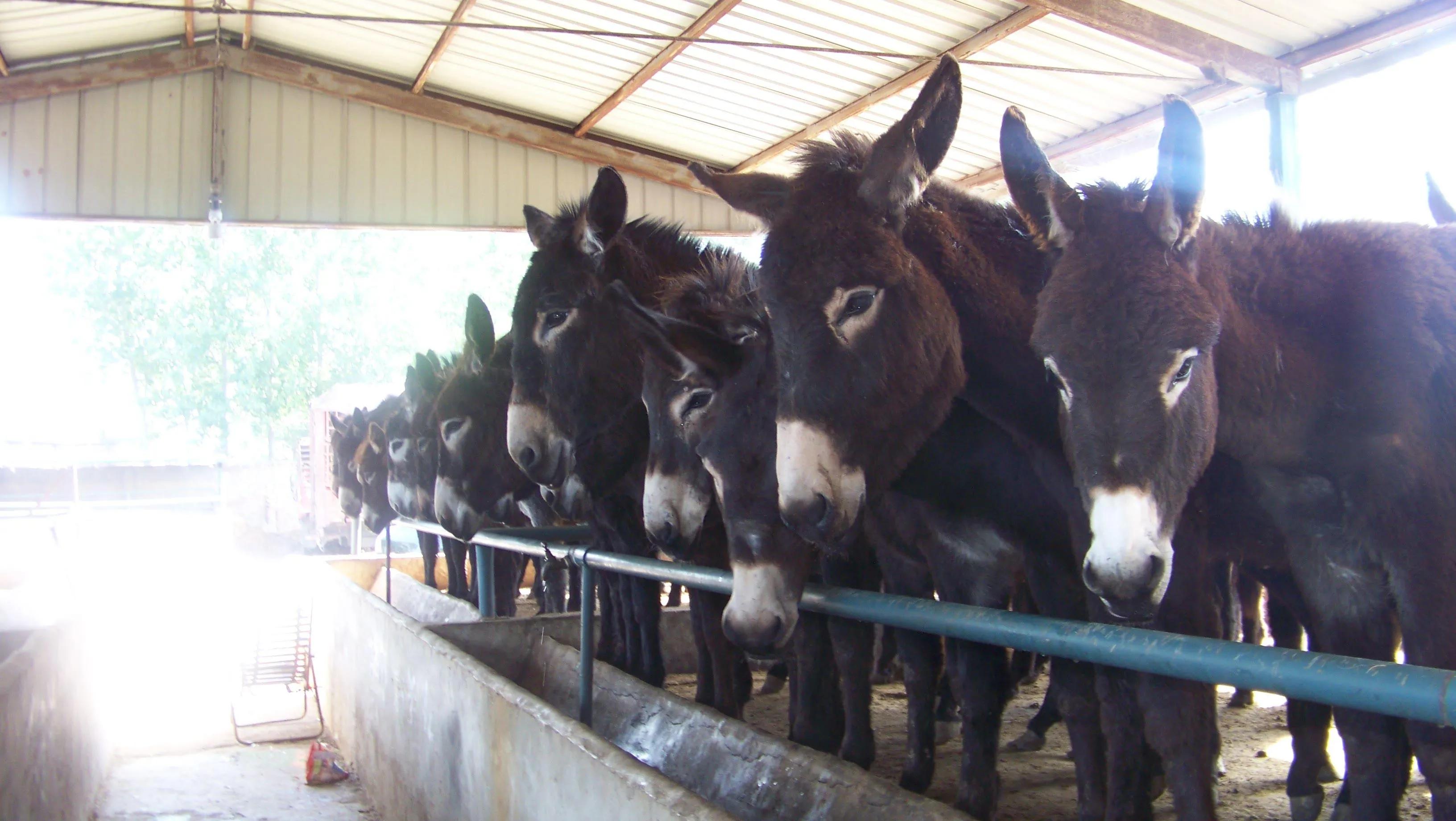 室内养殖十大赚钱项目,养殖最赚钱项目