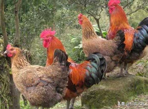 鸡病毒性关节炎怎么治？鸡为什么会得病毒性关节炎？