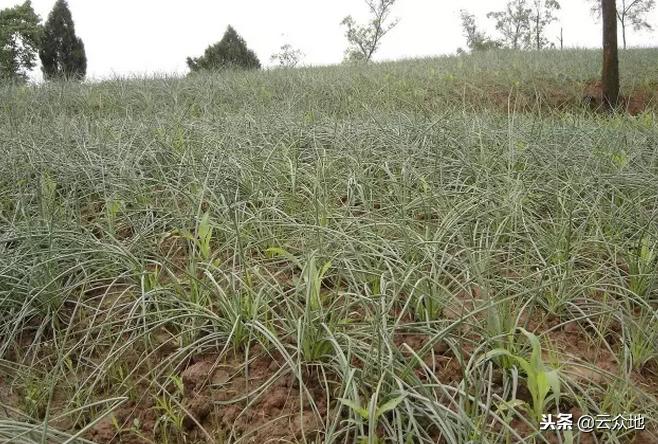 种植藠头一亩利润是多少钱,藠头种植间距多少厘米
