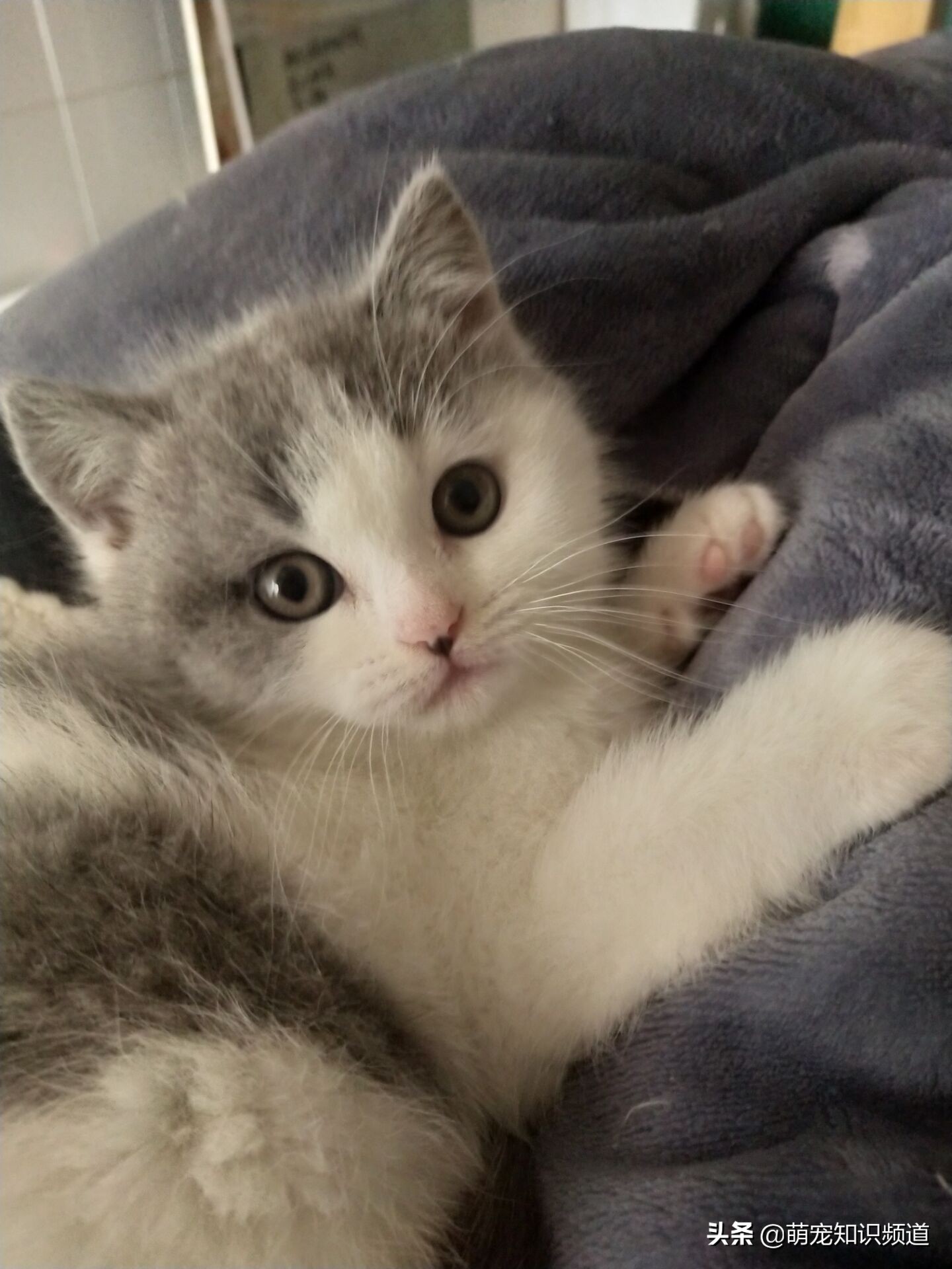 猫咪在家里到处尿尿怎么办,猫咪在家警惕性太高怎么办