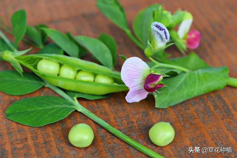 豌豆生长对氮磷钾的要求,野豌豆能对土壤起到固氮作用吗