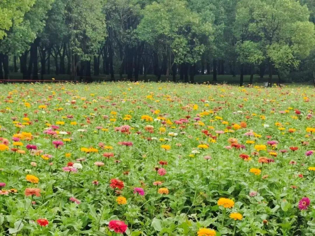 世纪公园拍照馆,世纪公园拍照出片的地方