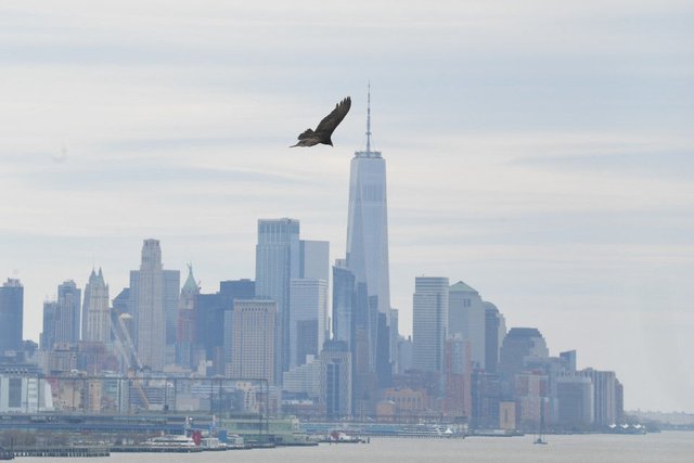 野猪、美洲狮“进城”都不稀奇,它的到来却让无数纽约人毛骨悚然