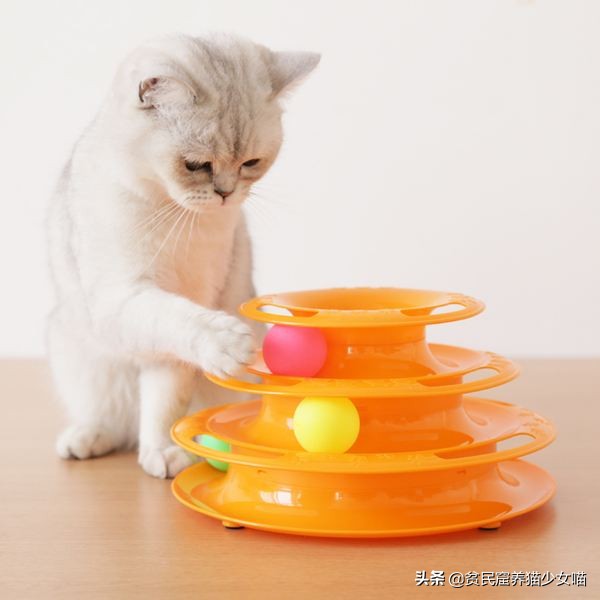 猫咪必备玩具排行榜,猫咪最爱的7款玩具
