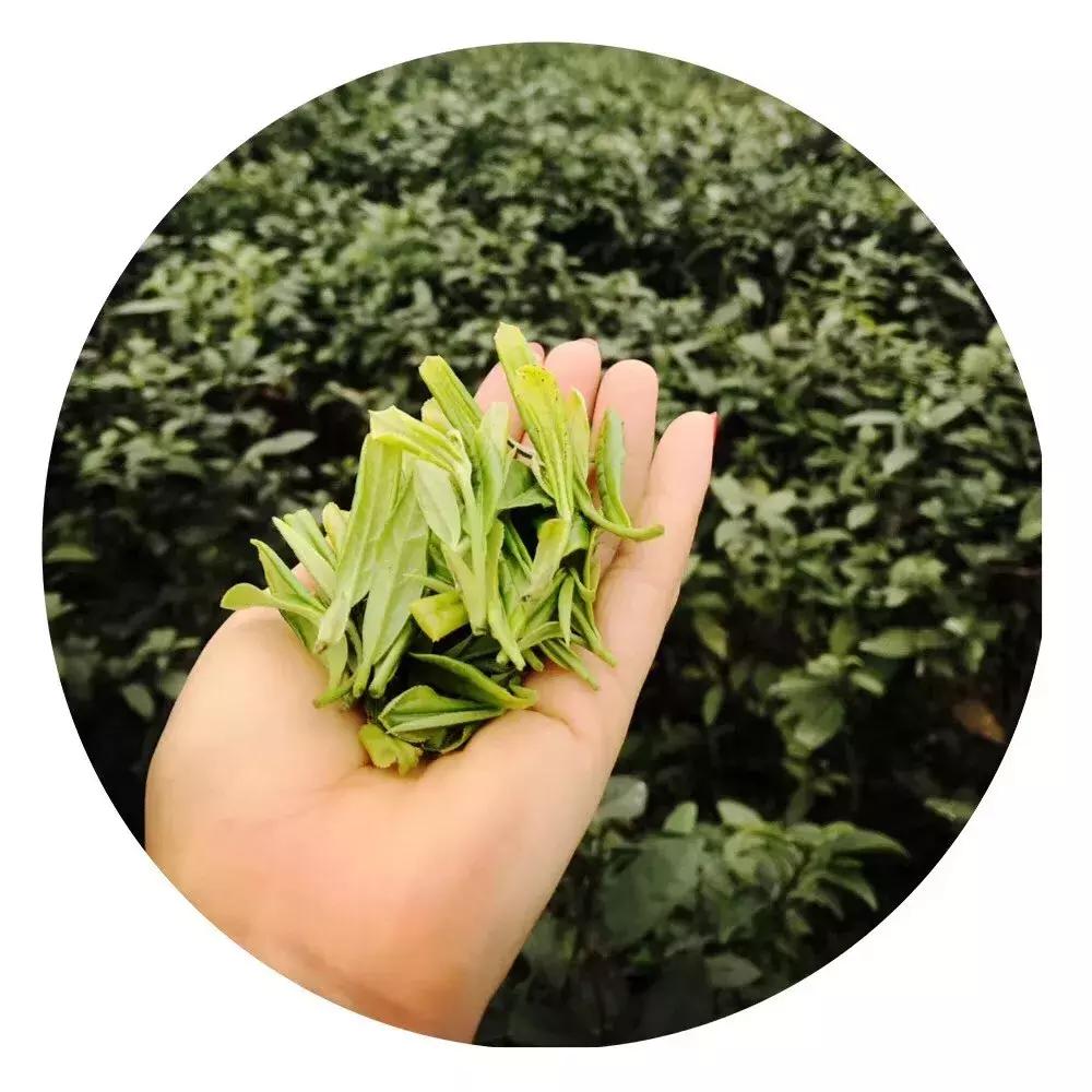 甘露茶正确泡法,系辞白话讲解