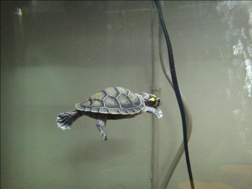 家庭水族箱热带鱼和黄头侧颈龟龟混养之入门指南