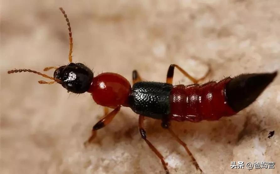 妈妈一拍小孩差点毁容,妈妈拍到孩子的恐怖画面