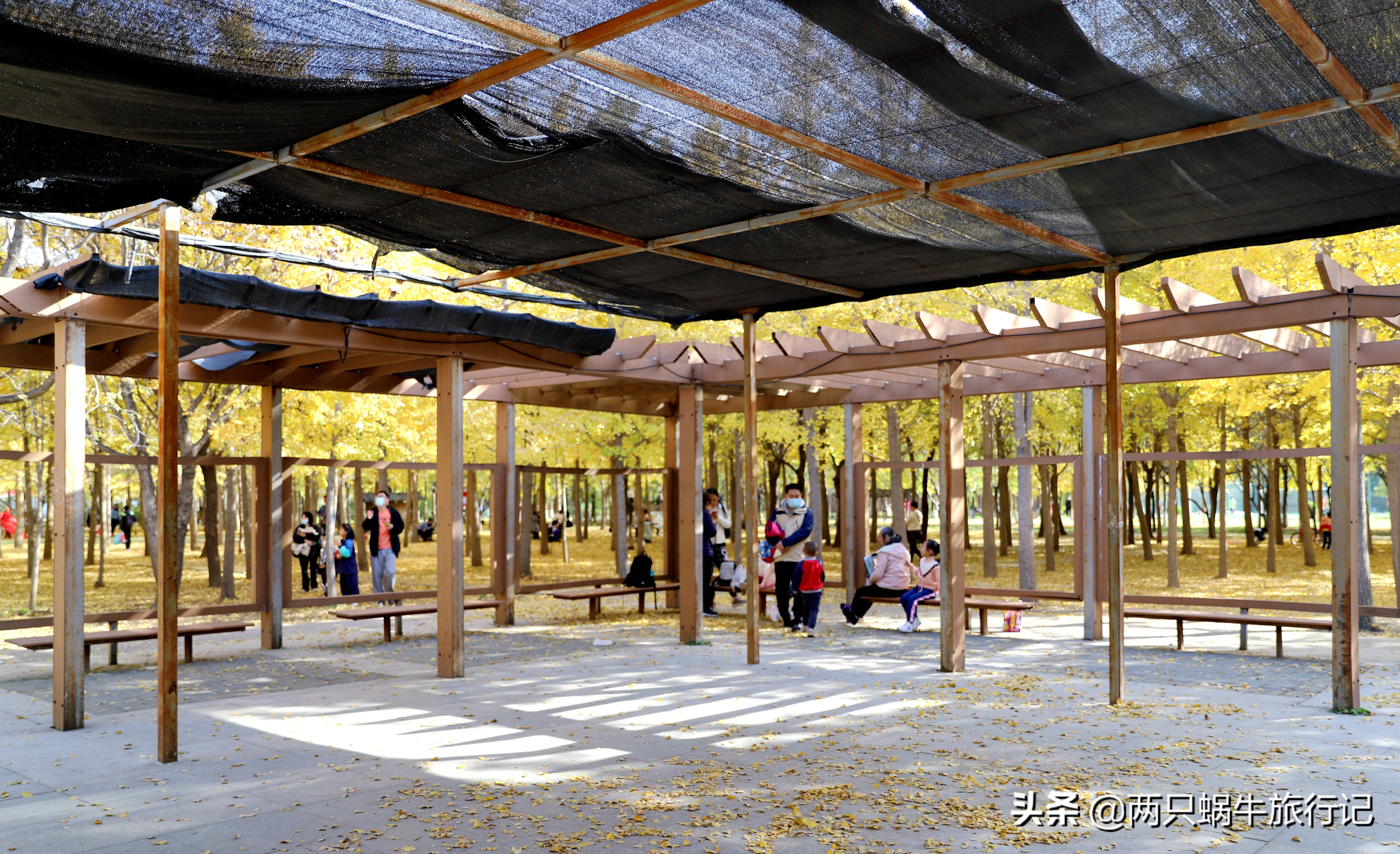 秋天落叶自然的调色盘,调色盘秋天