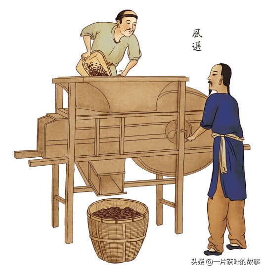 祁门红茶工艺详解,祁门工夫红茶详解