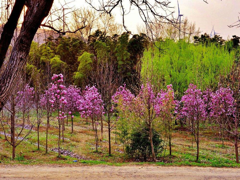苗木价格怎么估算？看完定价八九不离十