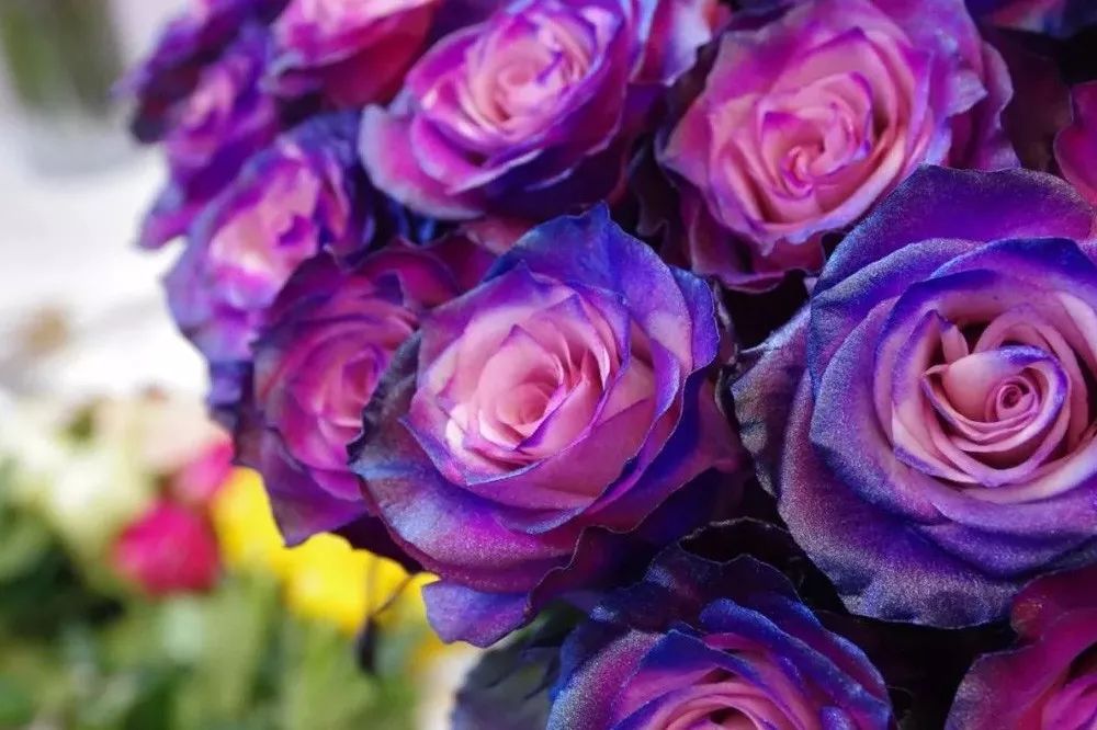 花店必备的5款玫瑰,花店常用的10款玫瑰花是哪些品种