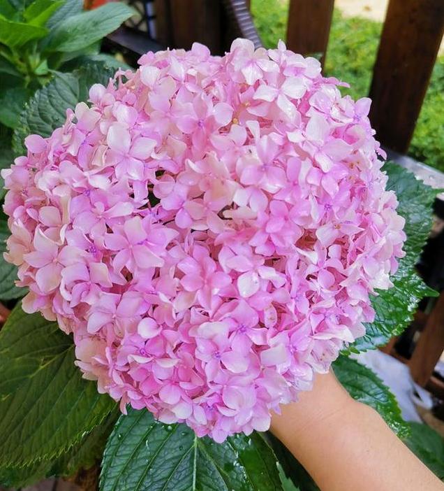 小苏打养花防烂根,小苏打养花方法花叶子发黄怎么办