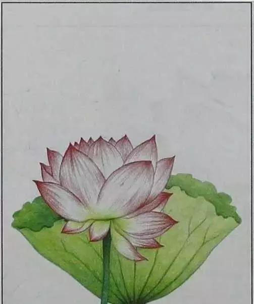 画荷塘与荷花,画一张美丽的荷塘画