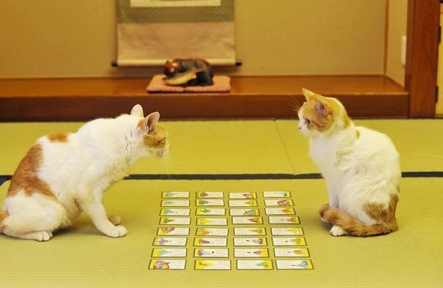 榻榻米玩法视频教程,榻榻米的顶级玩法