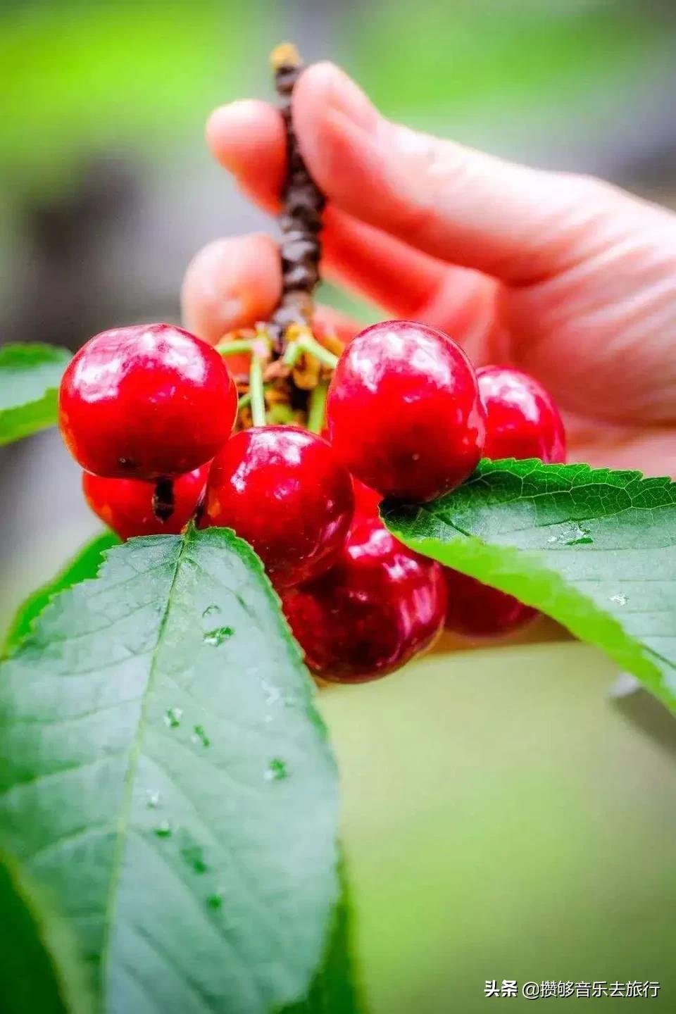 汶川三宝有哪些,汶川三宝市场枇杷