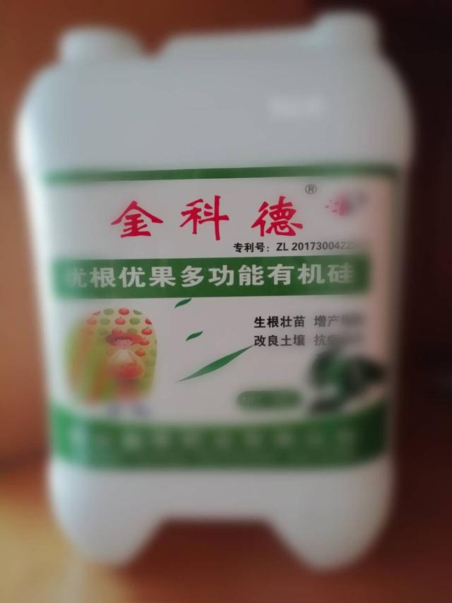 大棚西红柿几月份种植,冬季大棚西红柿种植时间