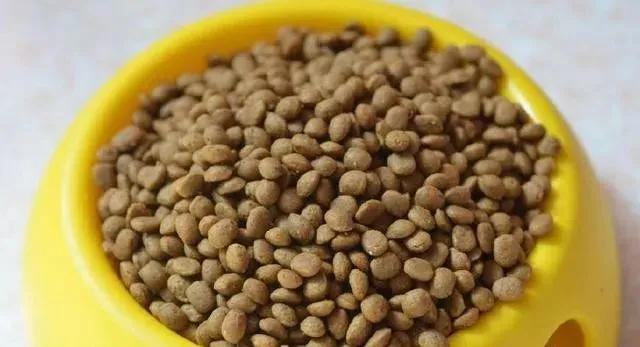 怎样判断泰迪是不是纯种,如何判断泰迪是不是纯种