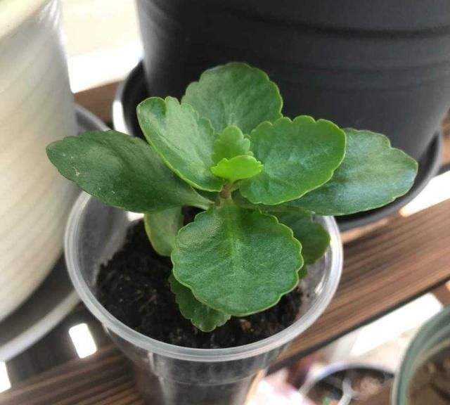 长寿花叶尖发黄是什么原因,长寿花叶子尖发黄是怎么回事