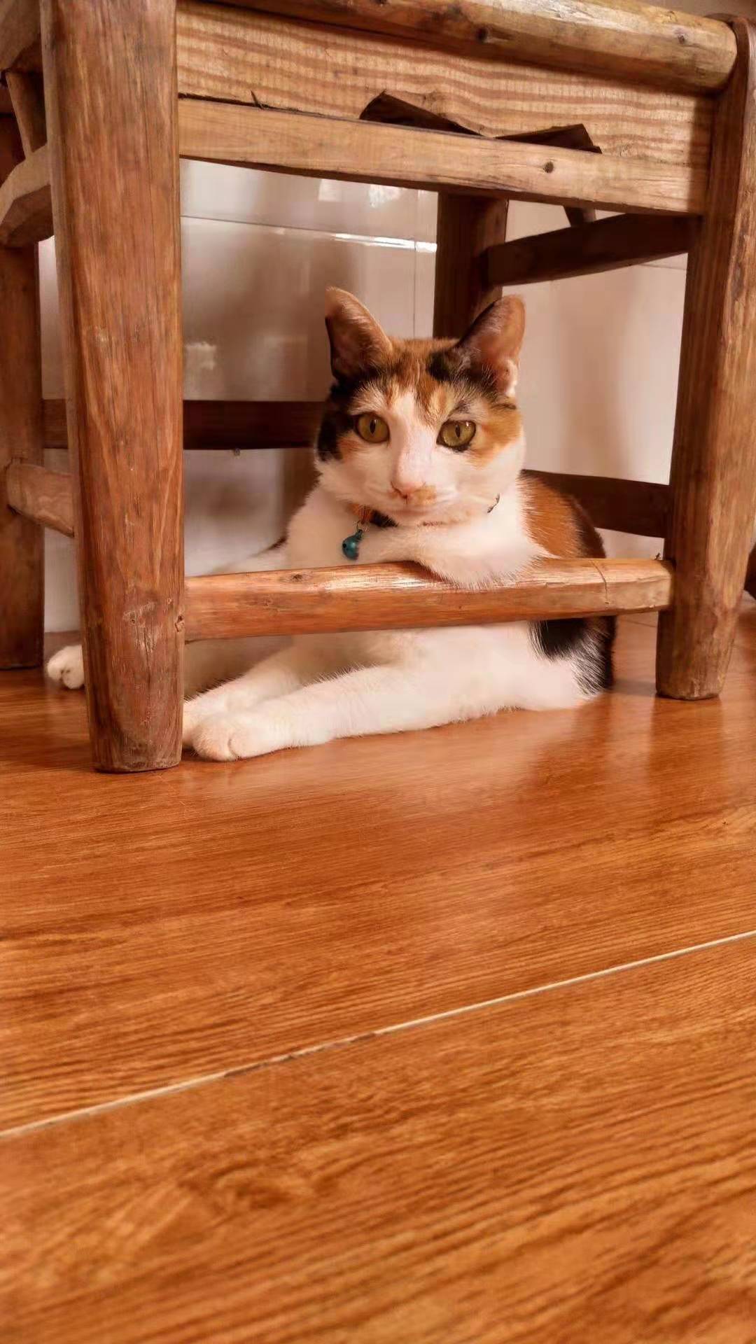 为啥猫脏,养猫怎么保持猫咪干净家庭干净