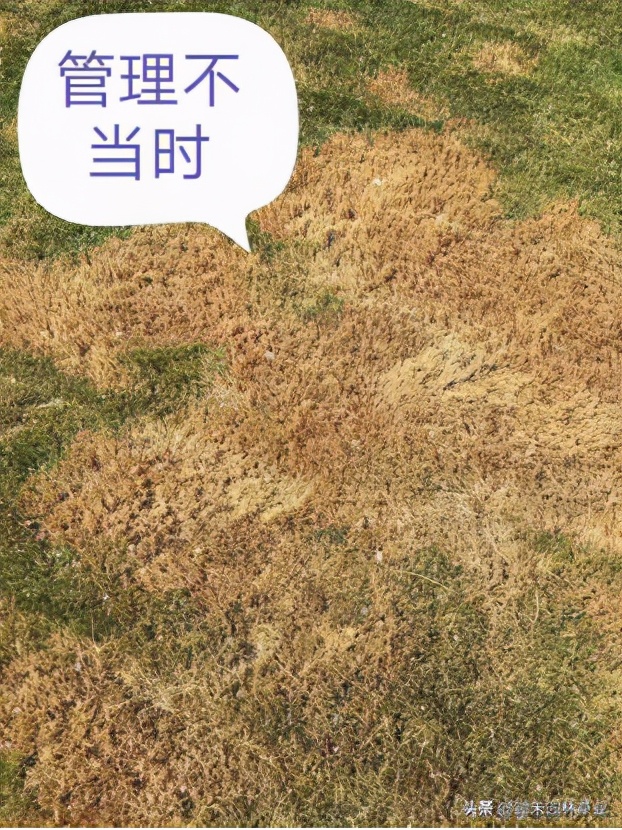 果岭草草坪介绍,果岭草的由来