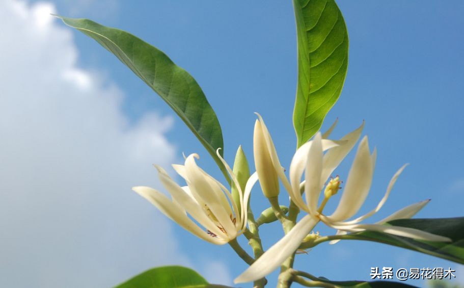 佛教的五树六花指的是什么,佛教五树六花是哪些植物