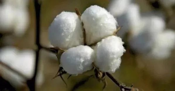 夏季面料选择特点有哪些,夏季面料哪种才是最舒服