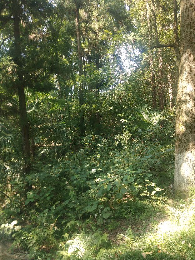 襄阳人苞谷味在臆想中的古隆中卧龙岗居于何地？