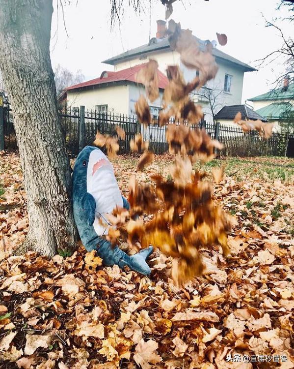宜家小鲨鱼,为什么宜家鲨鱼火了