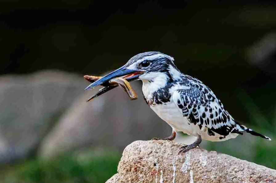 斑鱼狗捕鱼技巧,斑鱼狗捕鱼慢镜头