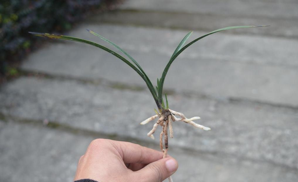 兰花国荷和王氏素荷哪个好,粉荷素兰花多少钱一苗