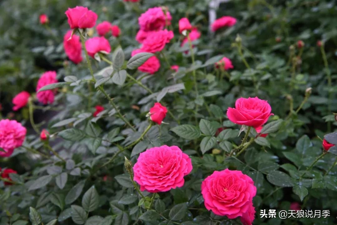 又一个十年,国产自育品种