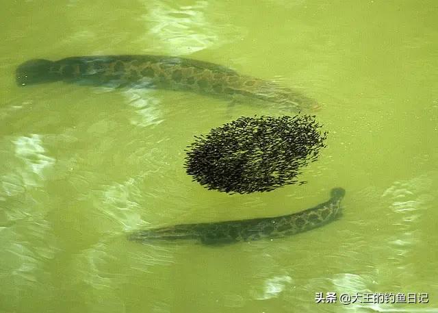 被称“孝鱼”，却是“虎毒食子”！分享4招，擒获水中霸主