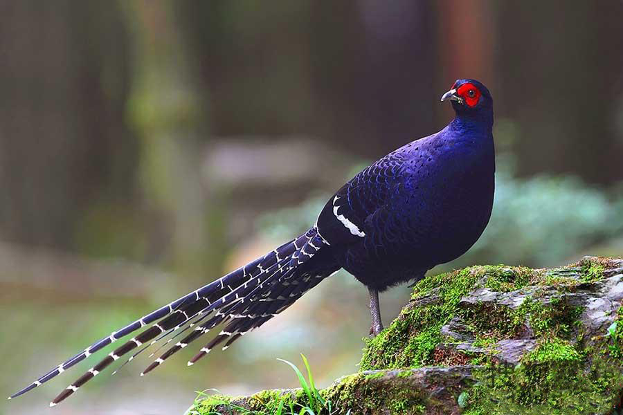 东江揽胜,惠州淡水常见鸟类图谱