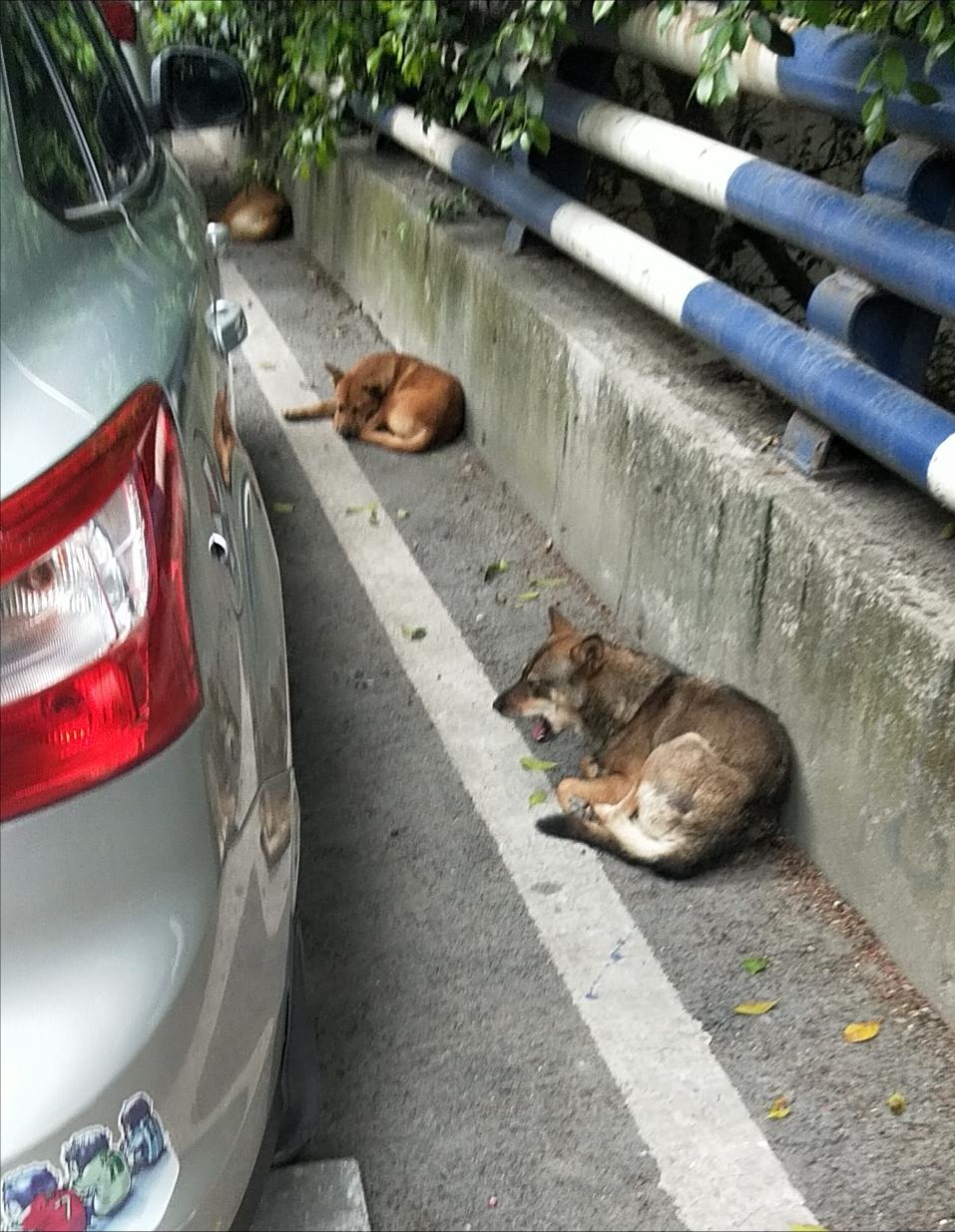 咬伤女童黑犬如何处置,被野狗咬伤如何索赔找不到主人