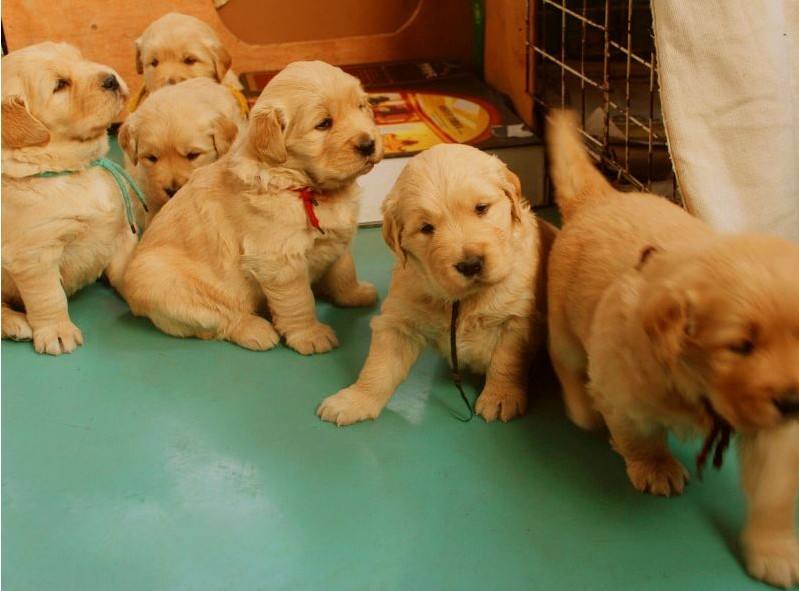 去哪里买狗健康靠谱,南宁哪里可以买到放心狗