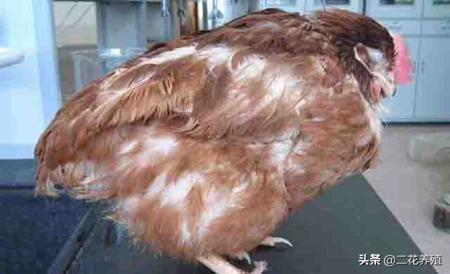 鸡闭眼昏睡怎么回事,鸡打瞌睡张嘴呼吸怎么回事