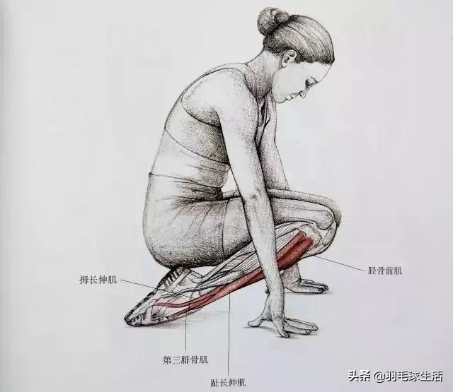 打羽毛球防止腿变粗,打羽毛球前后拉伸动作防止腿变粗