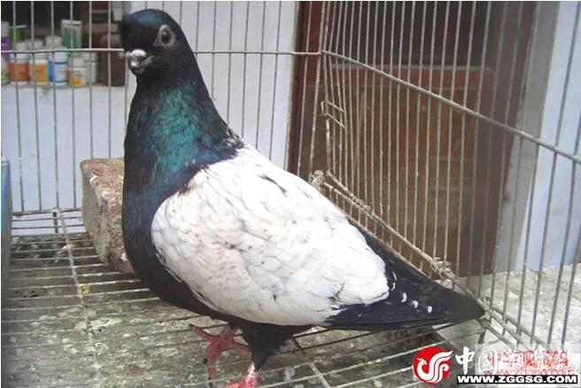 北京鸽哨制作,北京鸽哨晨曲