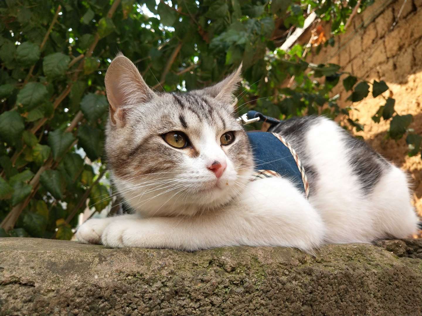 表妹与猫,我与大黑牛